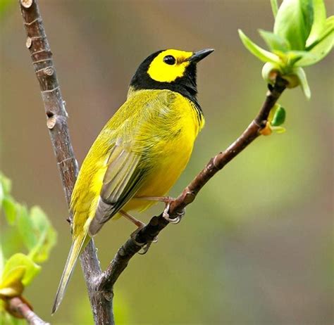 10 Spring Warblers You Should Know - Birds and Blooms