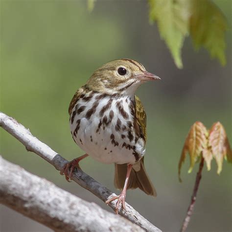 Ohio Ornithological Society | Ohio's Statewide Birding Network