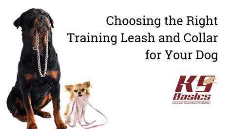 Choosing the Right Training Leash and Collar for Your Dog!