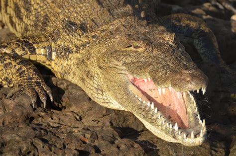 Close-up of a Crocodile Showing Its Teeth · Free Stock Photo