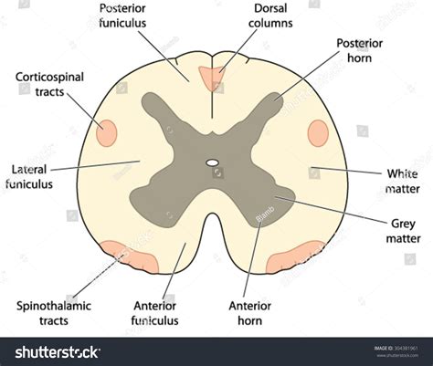 Spinal Cord Cross Section Cervical