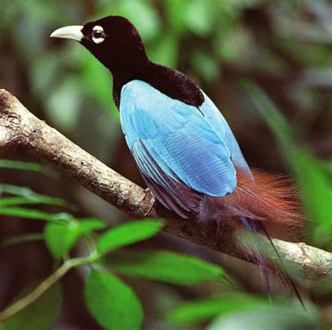 Breathtaking Blue Bird Of Paradise Dances Gracefully As It Shows Off Her Beautiful Violet Blue ...