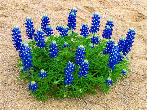 Bluebonnets in Texas | Best Place to See Them | Cedar Lodge