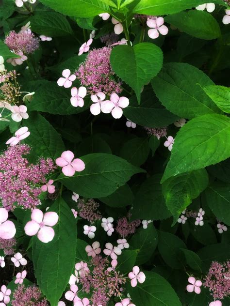 A tough, reliably blooming hydrangea. — Plant and Bloom Design Studio