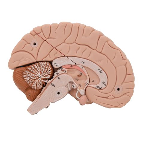 Anatomical Models of Brain in 8 parts