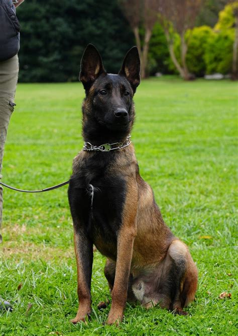 Trained Adolescent Belgian Malinois | Black Belgian Malinois For Sale