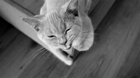 Top 10 Cat Dental Problems to Watch Out For | the meowing vet