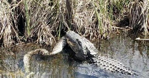 VIDEO: Gator eats python in Everglades National Park