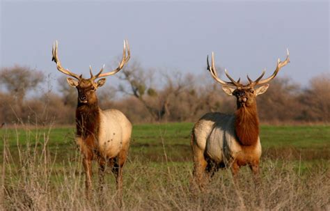 California Outdoors Q&A | When is breeding season for tule elk in ...