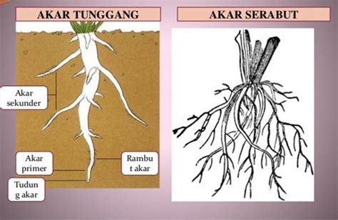 Pengertian Akar serabutciricirifungsicontoh Akar Serabut