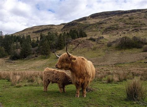 Highland Coos in Glen Lonan, United Kingdom