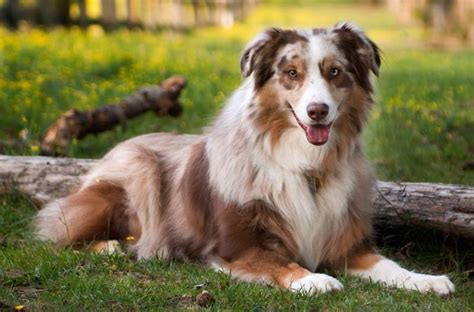 Herding dogs - List of all herding dog breeds - K9 Research Lab