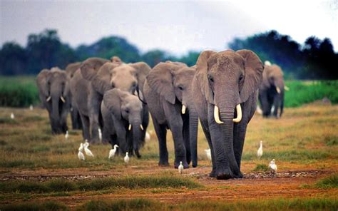 African Elephant Wallpapers - Top Wallpaper Desktop