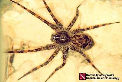 arachnology - Spider Identification Michigan - Biology Stack Exchange