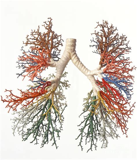 Bronchial Tree, Model Photograph by Dave King / Dorling Kindersley ...