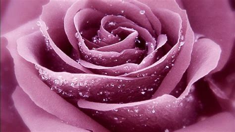 Lavender Roses Wallpapers - Wallpaper, High Definition, High Quality, Widescreen