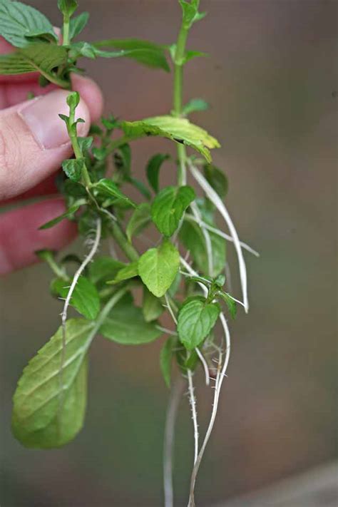 How to Grow a Mint Plant From Cuttings - A Step-by-Step Picture ...