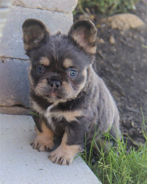 French Bulldog Pomeranian Mix