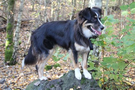 Fotos gratis : piedra, Border collie, vertebrado, raza canina, consciente de, Malamute de Alaska ...