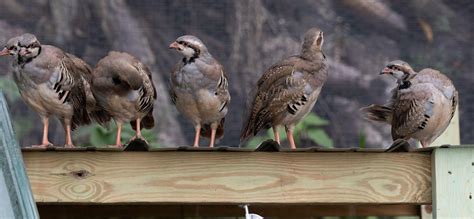 Chukar Partridge: Facts About the National Bird of Pakistan