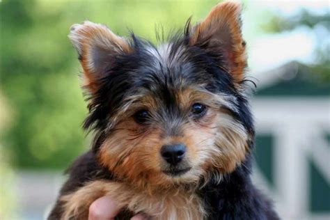 Chorkie | Dog Breeds Facts, Advice & Pictures | Mypetzilla UK