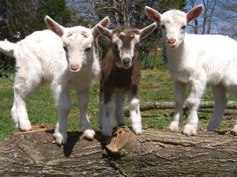 Baby Dairy Goats Playing | Asheville Farm in Asheville, NC