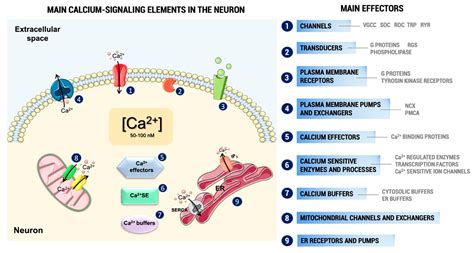 IJMS | Free Full-Text | Systematic Review of Calcium Channels and ...