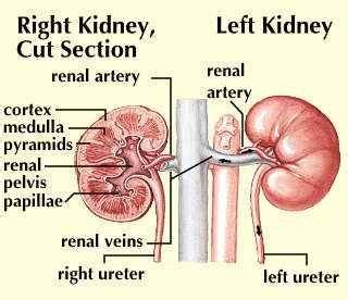 Renal papilla | anatomy | Britannica