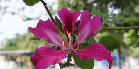 Hawaiian Flowering Trees: 12 Beautiful Varieties - GFL Outdoors