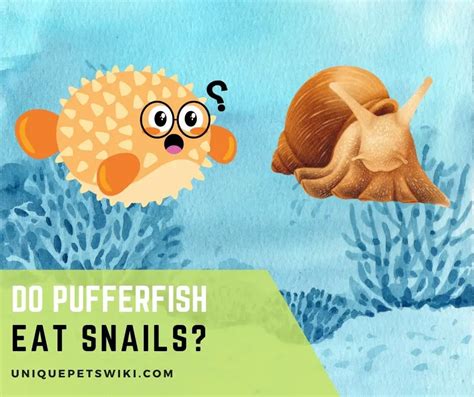 Do Puffer Fish Eat Snails?