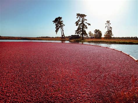 Map: Five Cranberry Bogs You Can Tour in Massachusetts