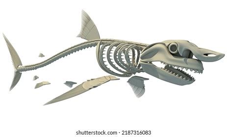 Shark Skeleton Anatomy