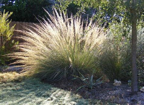 Best 5 Ornamental Grasses for Texas Landscapes