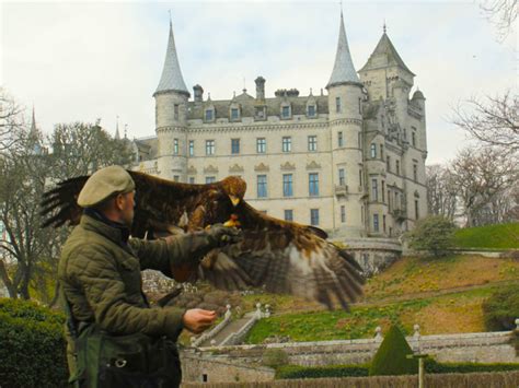 Falconry - Things to do in the Highlands | Altnaharra Hotel