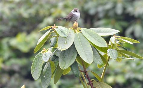 Bewick's Wren | Bewick's Wrens are among the earliest nester… | Flickr