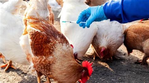 Bird Flu on Chickens : Symptoms and Prevention - BreedingChickens