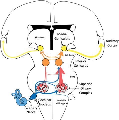 Central Auditory Nervous System