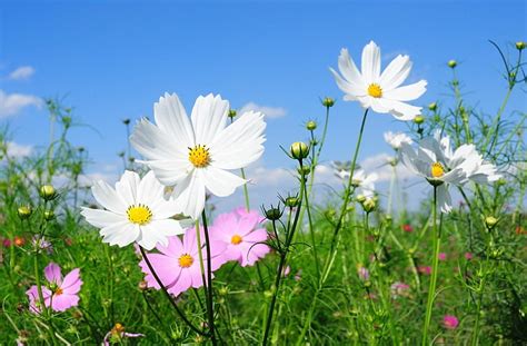 Topo 51+ imagem white cosmos flower - br.thptnganamst.edu.vn