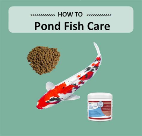 Pond Fish Care - Marquis Gardens