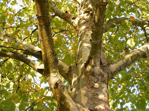Free Images : forest, branch, wood, sunlight, leaf, flower, trunk, bark, birch, autumn, botany ...