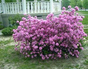 Rhododendron Weston's Aglo | Weston Nurseries | Plants, Rhododendron, Deer resistant plants