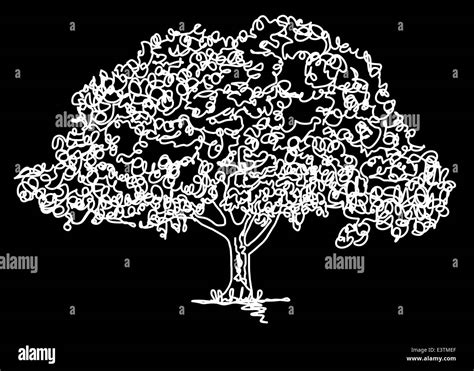 Continuous line drawing of an oak tree Stock Photo - Alamy