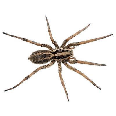 4 Common House Spiders You Might See This Winter