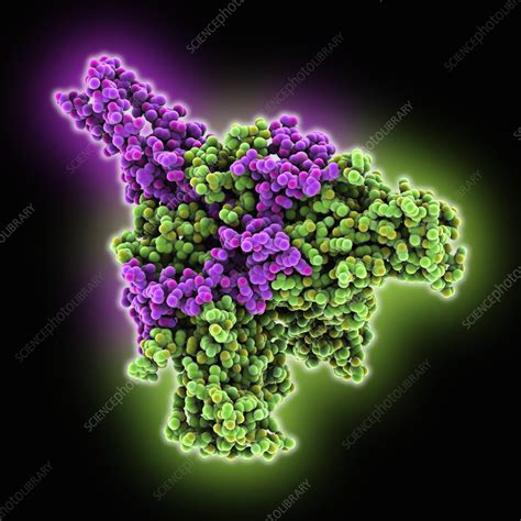 Ebola Zaire virus envelope glycoproteins, molecular model - Stock Image ...