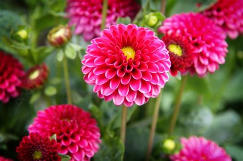 Flowers Photography Pink Flowers On A Grass Background And Picture For Free Download - Pngtree