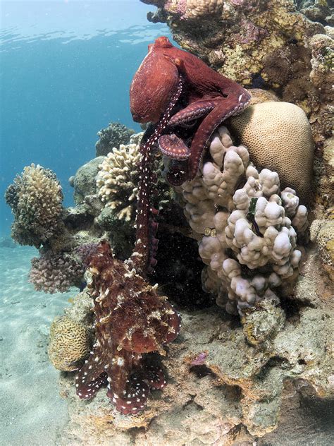 Octopus Mating Photograph by Ilan Ben Tov - Pixels