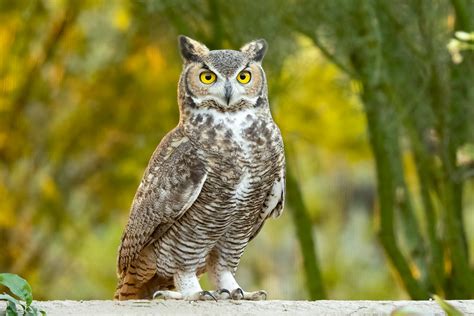 Great Horned Owls in the Neighborhood | BirdNote