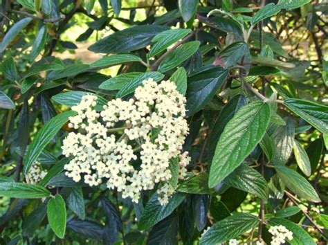 Viburnum ‘Pragense’ | Kiefer Nursery: Trees, Shrubs, Perennials