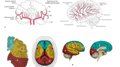 Middle Cerebral Artery Homunculus