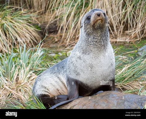 Antarctic Fur Seal (Arctocephalus gazella) in typical Tussock Grass. Antarctica, Subantarctica ...